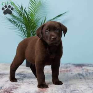 Jackson, Chocolate Labrador Retriever Puppy